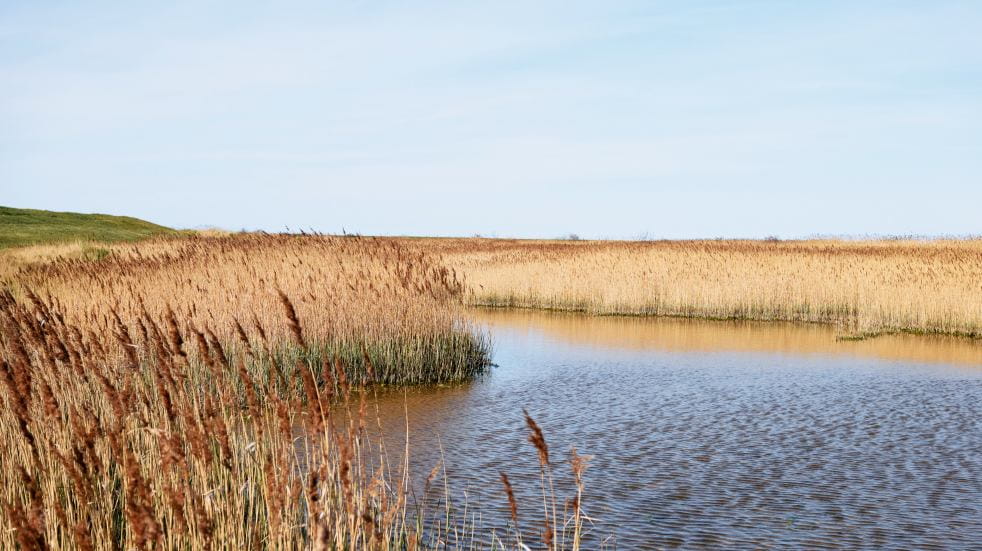 wetland reed bed